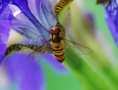 Episyrphus balteatus