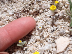 Linanthus maculatus emaculatus