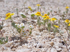 Linanthus maculatus emaculatus