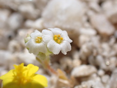 Linanthus maculatus emaculatus