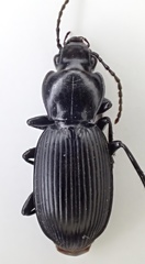 Pterostichus isabellae