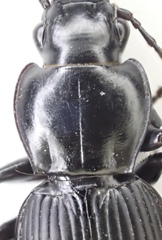 Pterostichus isabellae