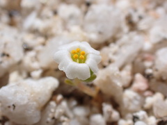 Linanthus maculatus emaculatus