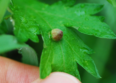 Rhopalomyia yomogicola