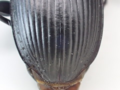 Pterostichus isabellae