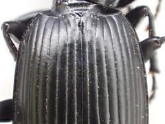 Pterostichus isabellae