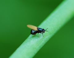 Diptera