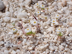 Linanthus maculatus emaculatus