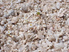 Linanthus maculatus emaculatus