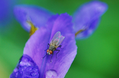 Calyptratae
