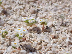 Linanthus maculatus emaculatus