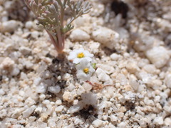 Linanthus maculatus emaculatus