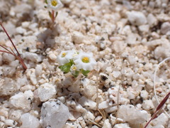 Linanthus maculatus emaculatus