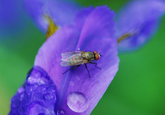Calyptratae