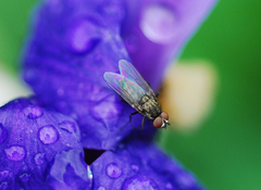 Calyptratae