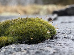 Grimmia longirostris