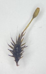 Grimmia longirostris
