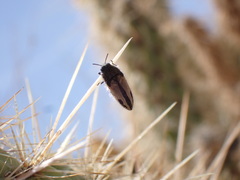 Acmaeodera latiflava