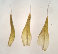 Grimmia longirostris