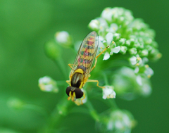 Sphaerophoria menthastri