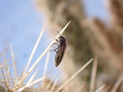 Acmaeodera latiflava