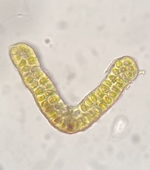 Grimmia longirostris