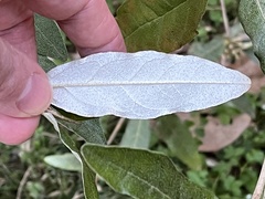 Croton alabamensis