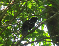 Pyriglena leucoptera