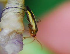 Adelphocoris suturalis