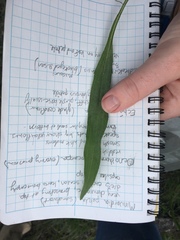 Rudbeckia missouriensis