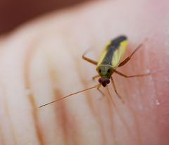 Adelphocoris suturalis