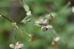 Thalictrum texanum