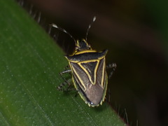 Mormidea triangularis