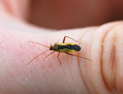 Adelphocoris suturalis