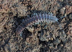 Pseudopolydesmus pinetorum