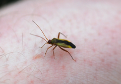 Adelphocoris suturalis