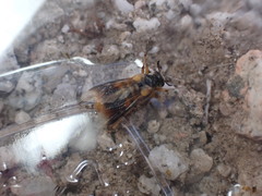 Ripiphorus rex