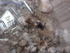Ripiphorus rex