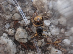 Ripiphorus rex