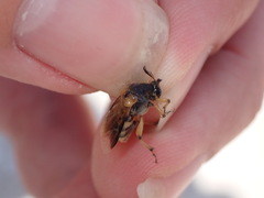 Ripiphorus rex