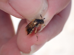 Ripiphorus rex