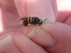 Ripiphorus rex