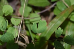 Thalictrum texanum