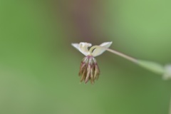 Thalictrum texanum