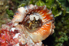 Tutufa rubeta