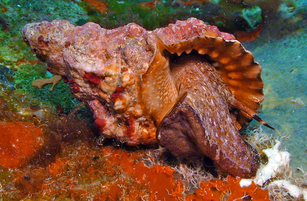 Cots Preditors Red-mouthed Frogsnail (CoTS Predators) · iNaturalist