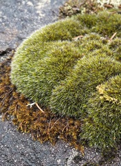 Grimmia longirostris