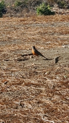 Turdus migratorius