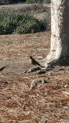 Turdus migratorius