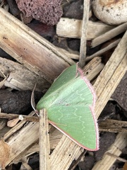 Chlorocoma cadmaria